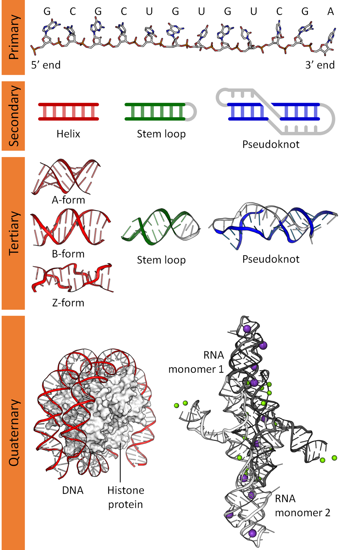 Sketch Of Dna at PaintingValley.com | Explore collection of Sketch Of Dna