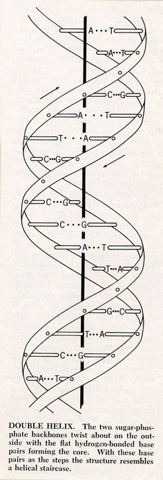 236x693 Pencil Drawing Dna Helix Dna Art In 2018 Dna - Sketch Of Dna