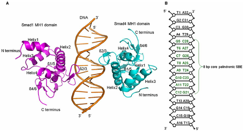 850x458 Structure Of Smad1 Mh1 And Smad4 Mh1 Bound To Dna And Sketch Of - Sketch Of Dna