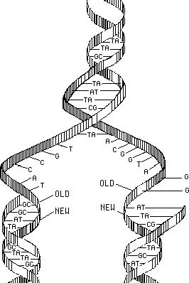 266x398 The Structure Of Dna - Sketch Of Dna