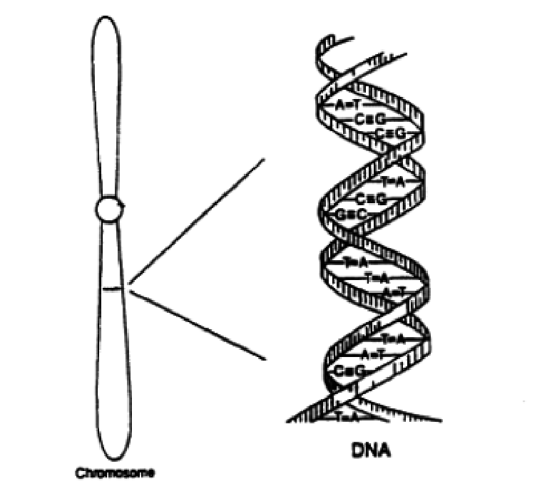 781x689 A Chromosome Sketch With A Small Region Expanded To Show The - Sketch Of Dna