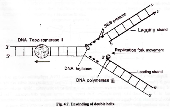 How To Draw Dna Replication 21. 