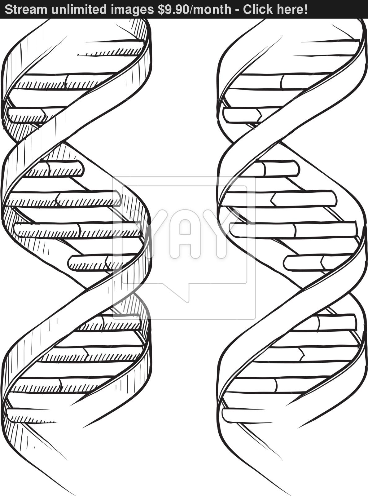 1188x1600 Dna Double Helix Sketch Vector - Sketch Of Dna