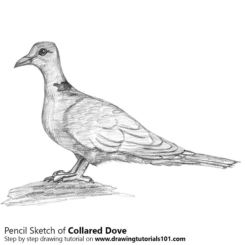 800x800 Collared Dove Pencil Drawing - Sketch Of Dove