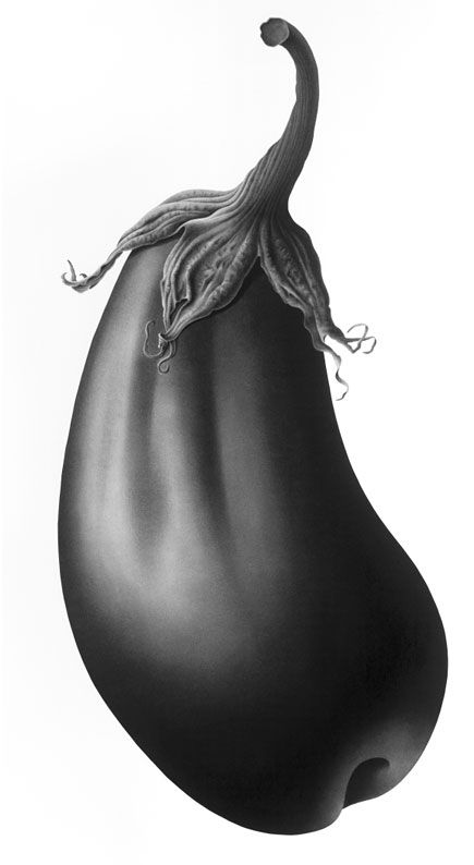 435x794 Eggplant Number 2 S.blaxill Charcoal, Pencil And Ink Drawings - Sketch Of Eggplant