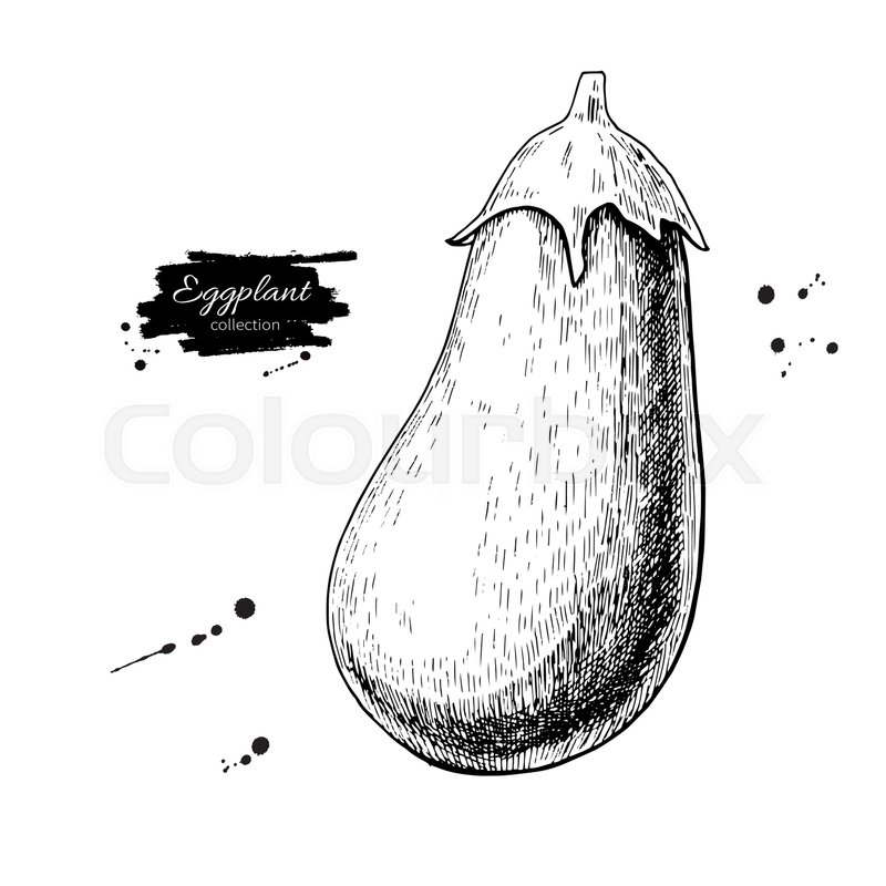 800x800 Eggplant Hand Drawn Vector Illustration. Isolated Vegetable - Sketch Of Eggplant
