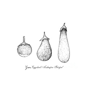 300x300 Hand Drawn Of Green Eggplant, Aubergine And Brinjal Drawing By Iam Nee - Sketch Of Eggplant