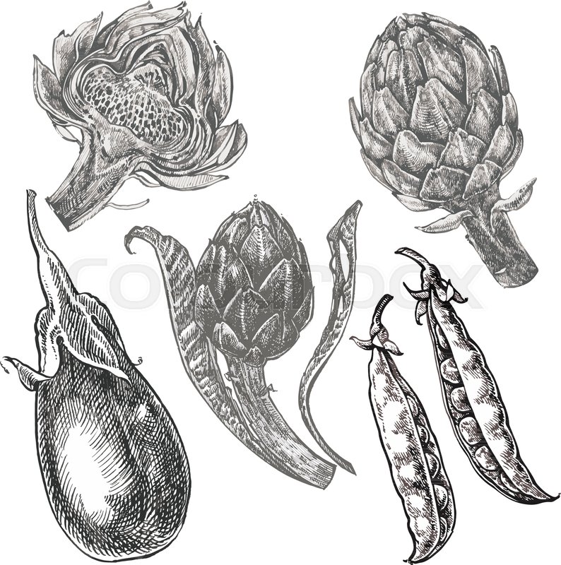 794x800 Hand Drawn Sketch Eggplant, Peas And Artichoke. Illustration - Sketch Of Eggplant