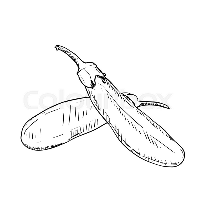 800x800 Hand Drawn Sketch Of Eggplant. Vintage Engraved Illustration - Sketch Of Eggplant