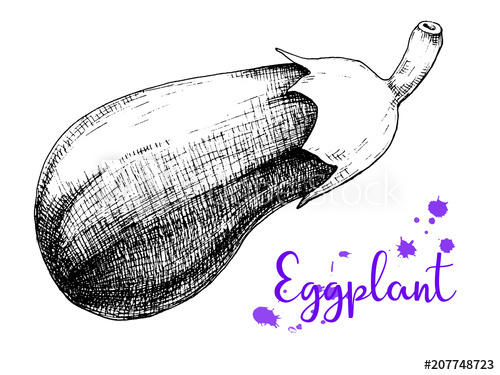 500x375 Sketch Eggplant Isolation On A White Background. - Sketch Of Eggplant