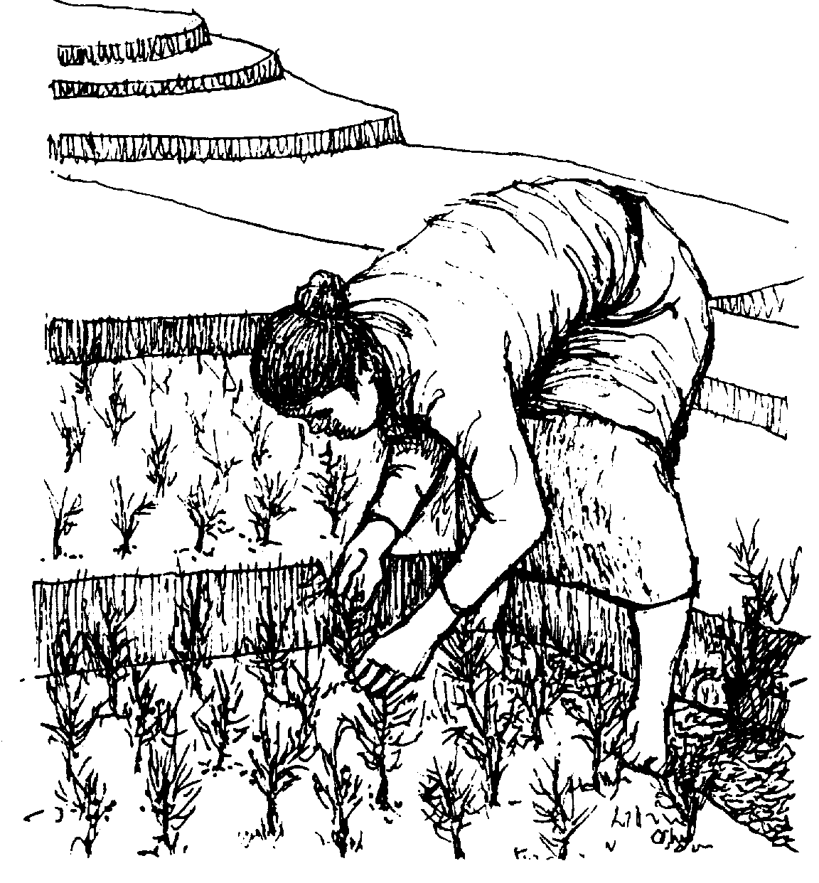 How To Draw A Farmer In Action