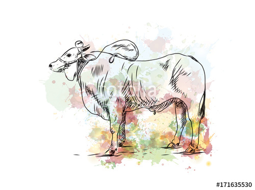 500x373 Watercolor Sketch Of Farmer Bull In Vector Illustration. Stock - Sketch Of Farmer