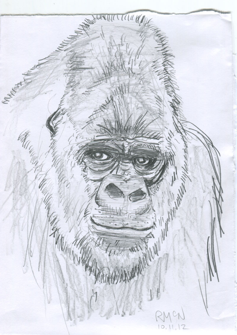 800x1131 Gorilla Pencil Sketch By Raphaelmcneal - Sketch Of Gorilla