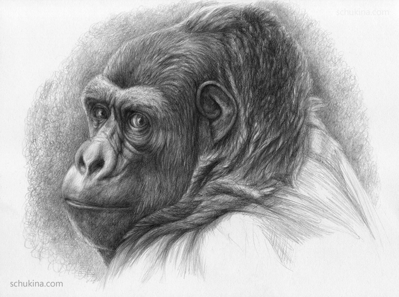 800x595 Gorilla By Sschukina - Sketch Of Gorilla