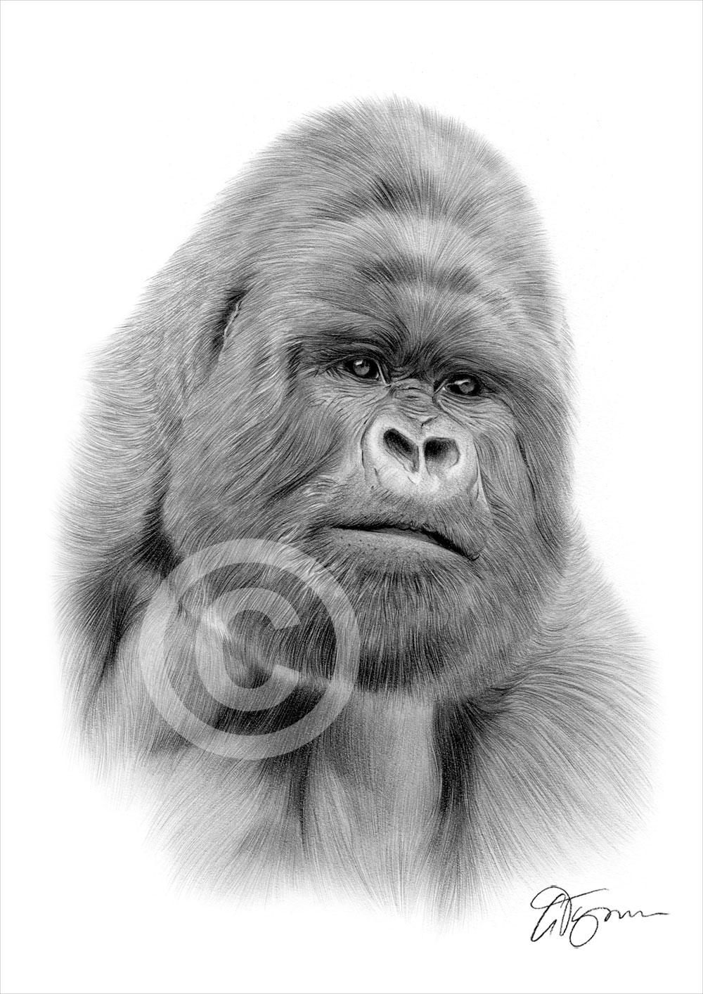 gorilla drawing