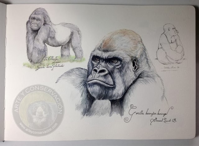 640x470 Sketching In Nature Silverback Gorilla Sketch Atlanta Zoo - Sketch Of Gorilla