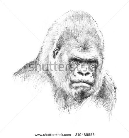 440x470 Gorilla Head Illustration Pencil Sketch Of Big Primate With - Sketch Of Gorilla