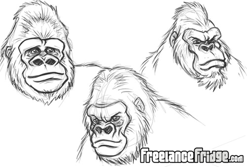 500x338 Gorilla Head Sketches Freelance Fridge Illustration Amp Character - Sketch Of Gorilla