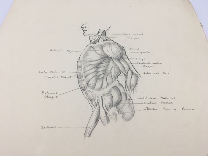 Sketch Of Human Body Parts at PaintingValley.com | Explore collection