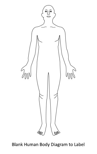 393x625 Human Body Diagram - Sketch Of Human Body Parts