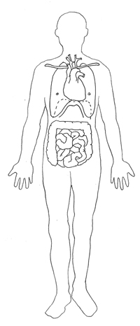 Body Parts Diagram Clipart / Human stomach diagram in detail - Download