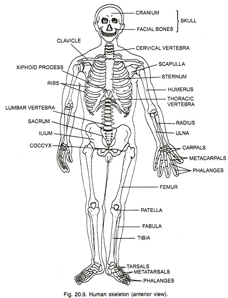 body parts sketch with name