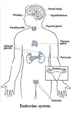 285x432 Diagram Of Internal Organs - Sketch Of Human Body Parts