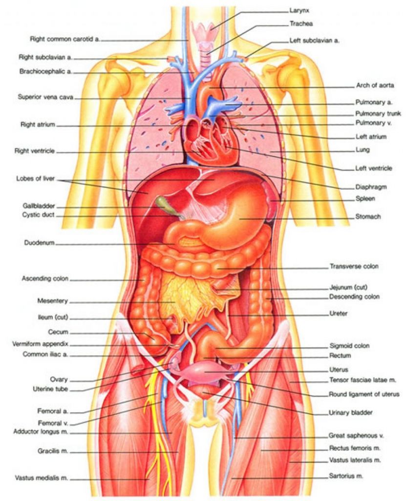 Body Organ Chart Diagram