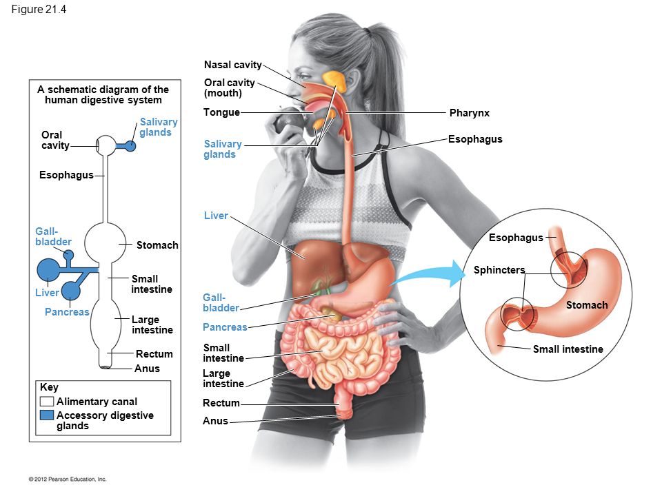 960x720 Digestive System Glands Diagram - Sketch Of Human Digestive System