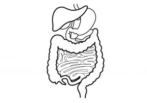300x210 Drawing Of Digestive System - Sketch Of Human Digestive System