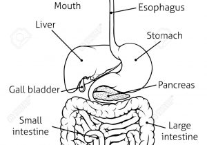300x210 Hd Photos Of Human Digestive System Draw With Pencil - Sketch Of Human Digestive System