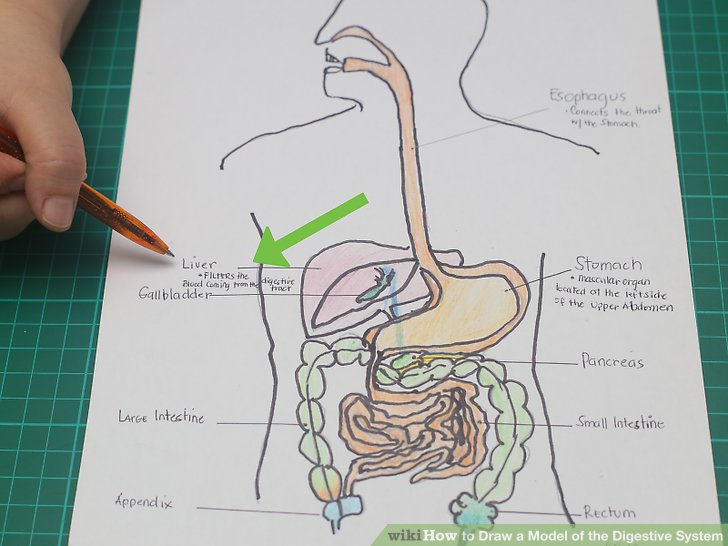 728x546 How To Draw A Model Of The Digestive System 15 Steps - Sketch Of Human Digestive System