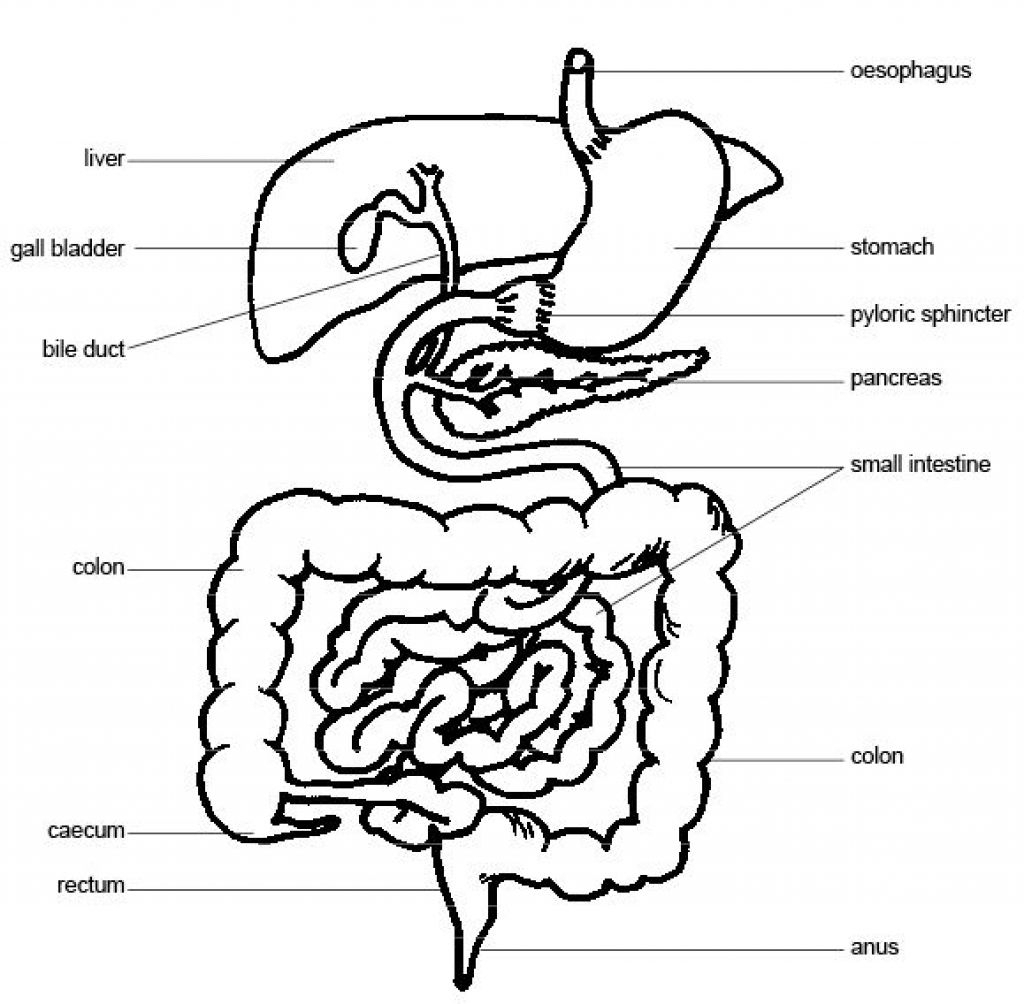 1024x1004 Human Digestive Anatomy Diagram Internal - Sketch Of Human Digestive System