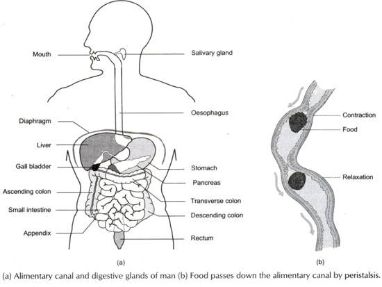 550x413 Human Digestive System (With Diagram) - Sketch Of Human Digestive System