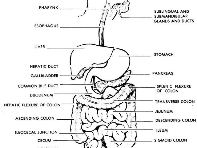 Digestive System Diagram Labelled - Human Body Anatomy