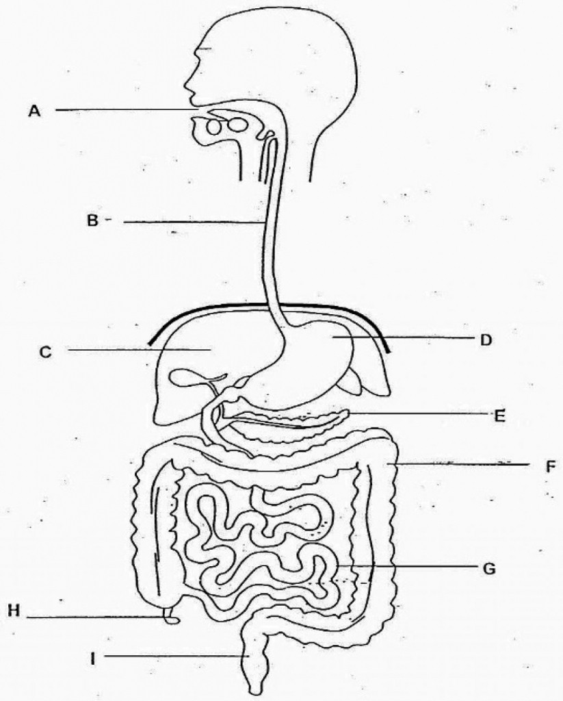 Sketch Of Human Digestive System At Paintingvalley Com