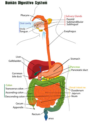 312x440 Digestive System - Sketch Of Human Digestive System