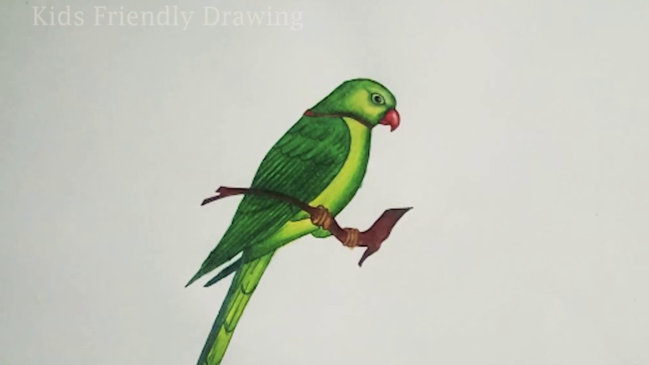 1280x720 How To Draw Parrot Step By Step Easy - Sketch Of Parrot