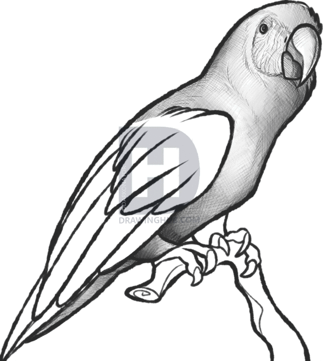 644x720 How To Sketch A Parrot, Step By Step, Drawing Guide, By Darkonator - Sketch Of Parrot