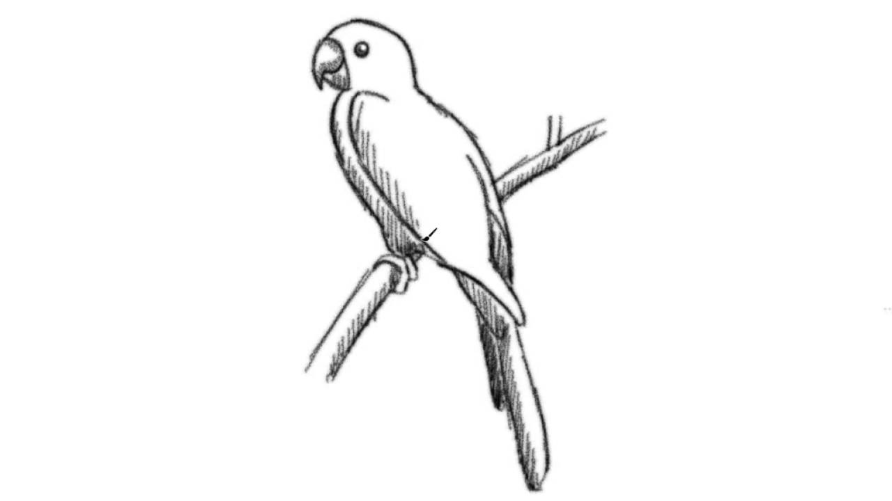 1280x720 How To Draw A Parrot Drawing Cartoon Illustration Line Art Shading - Sketch Of Parrot