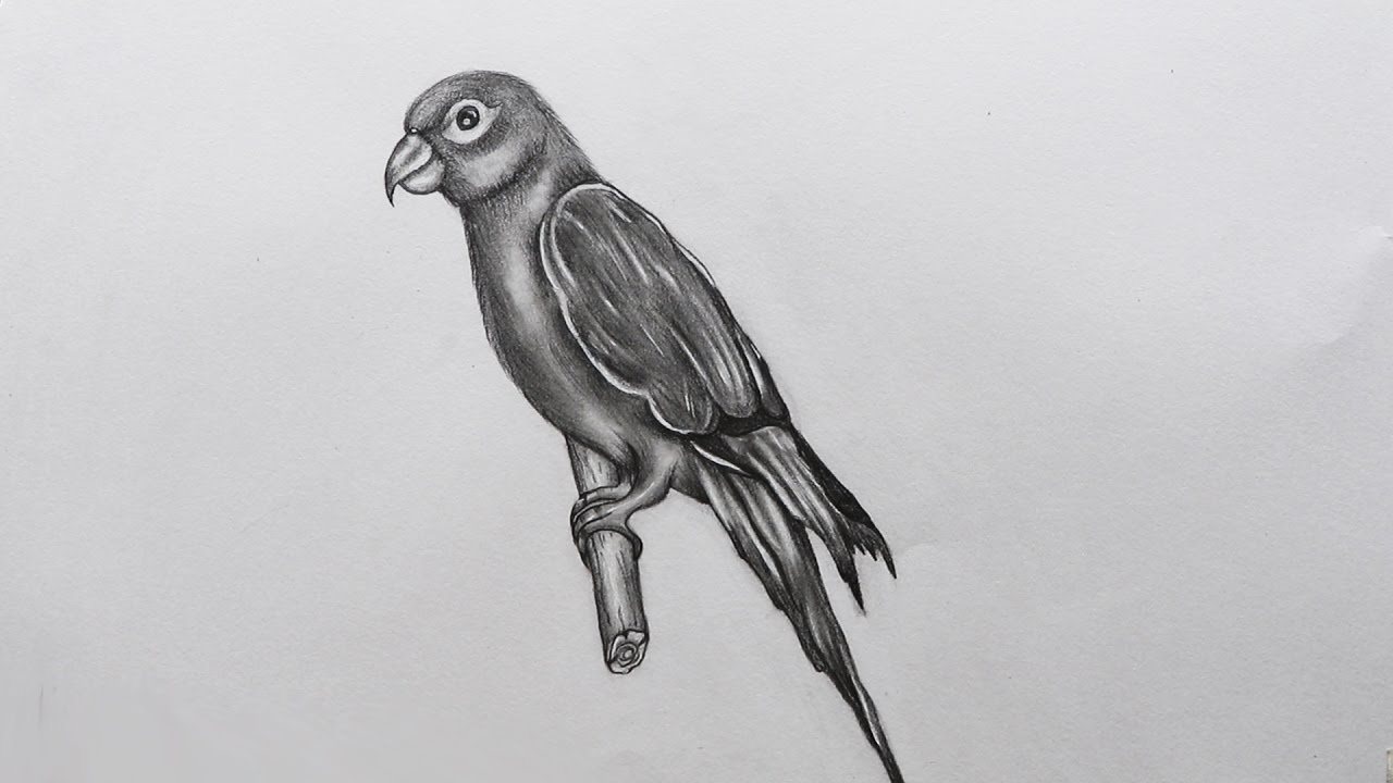 1280x720 How To Sketch A Parrot - Sketch Of Parrot