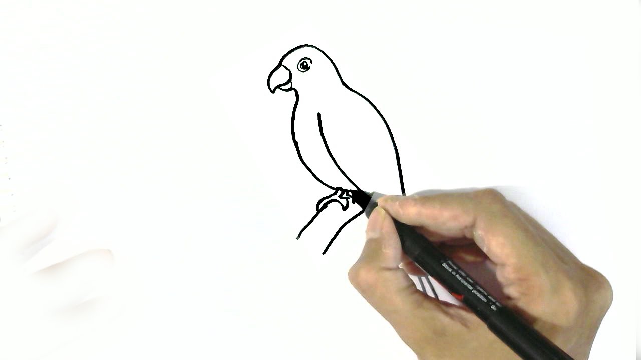 1280x720 How To Draw A Parrot In Easy Steps For Children. Beginners - Sketch Of Parrot