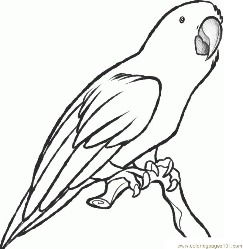 800x821 Parrot Coloring - Sketch Of Parrot
