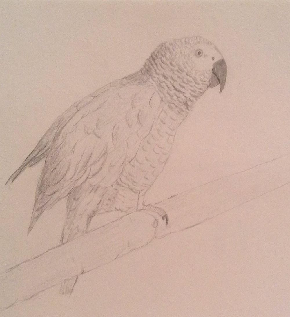 1000x1094 Pencil Sketch Of A Parrot By Joan Whitmore My Art And Videos - Sketch Of Parrot