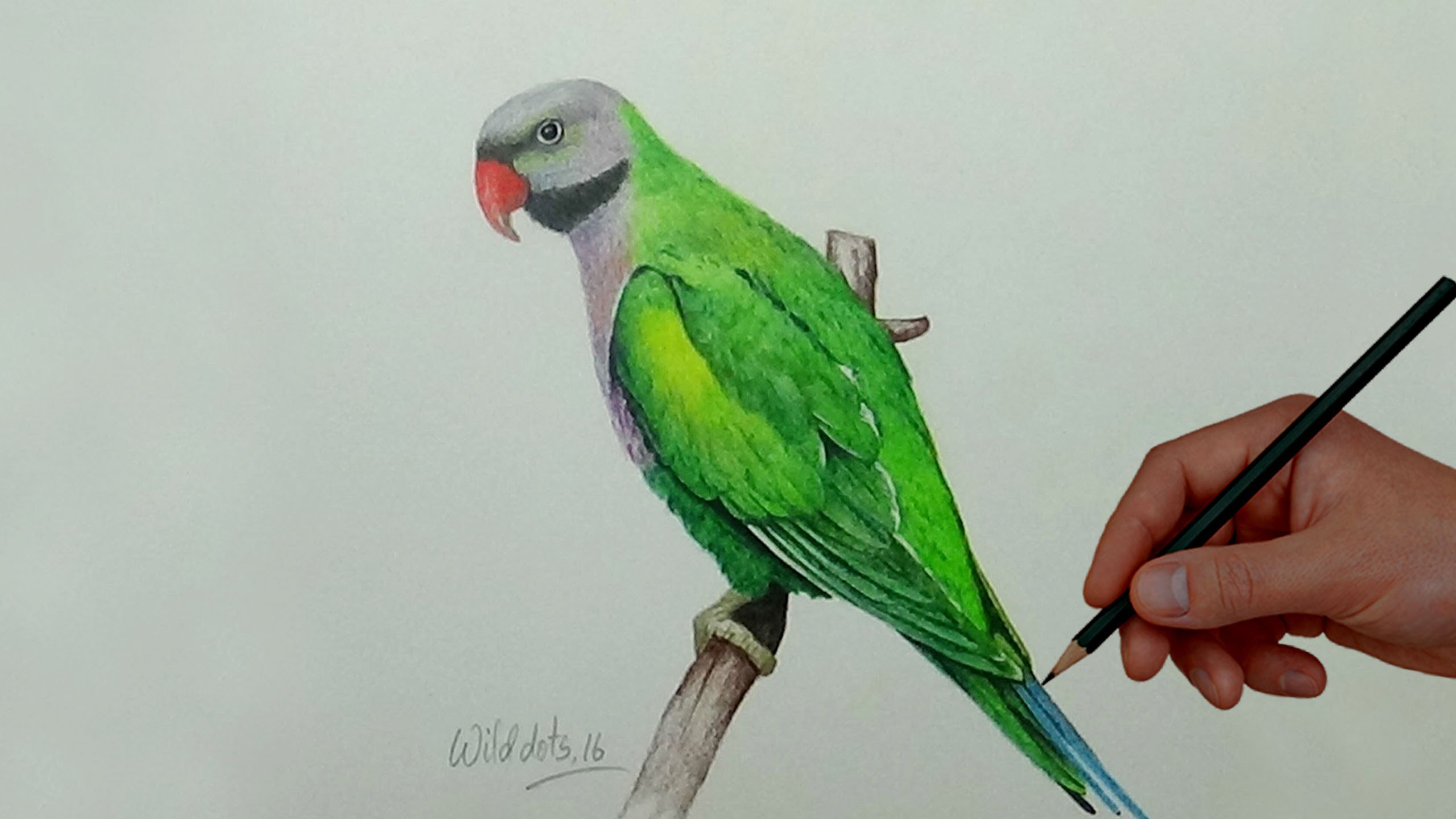 2560x1440 Simple Image Of Parrot By Pencil Sketch How To Sketch A Beautiful - Sketch Of Parrot