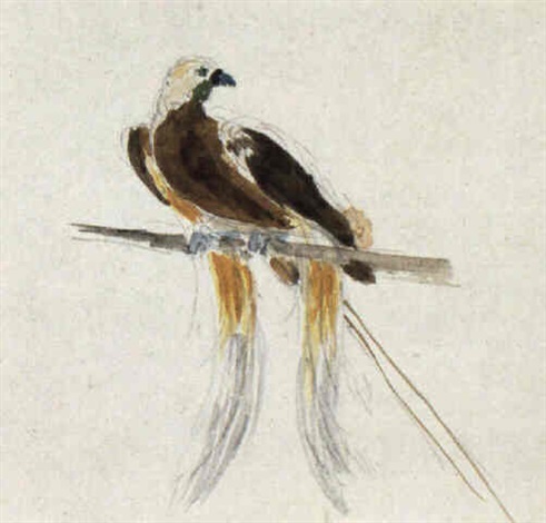 491x470 Sketch Of A Parrot By George Chinnery On Artnet - Sketch Of Parrot