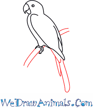 300x350 How To Draw A Parrot - Sketch Of Parrot