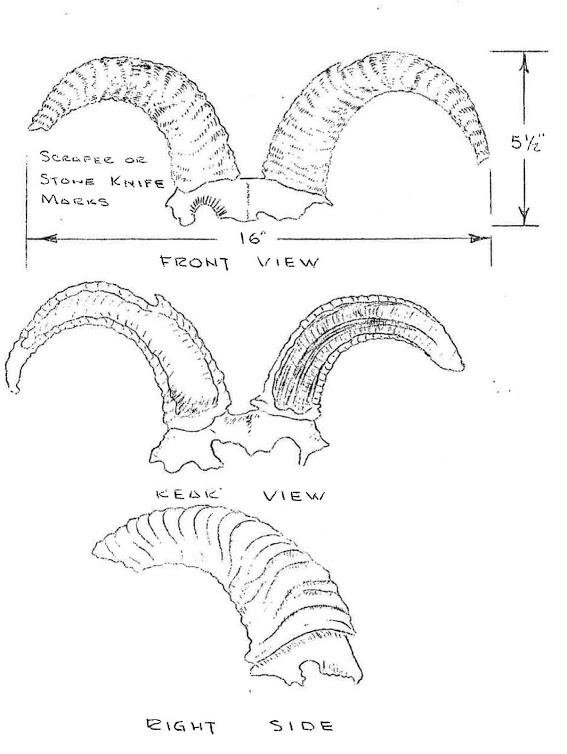 567x754 Example Of Pen And Ink Sketch Of Possible Bighorn Sheep Headdress - Sketch Of Pen