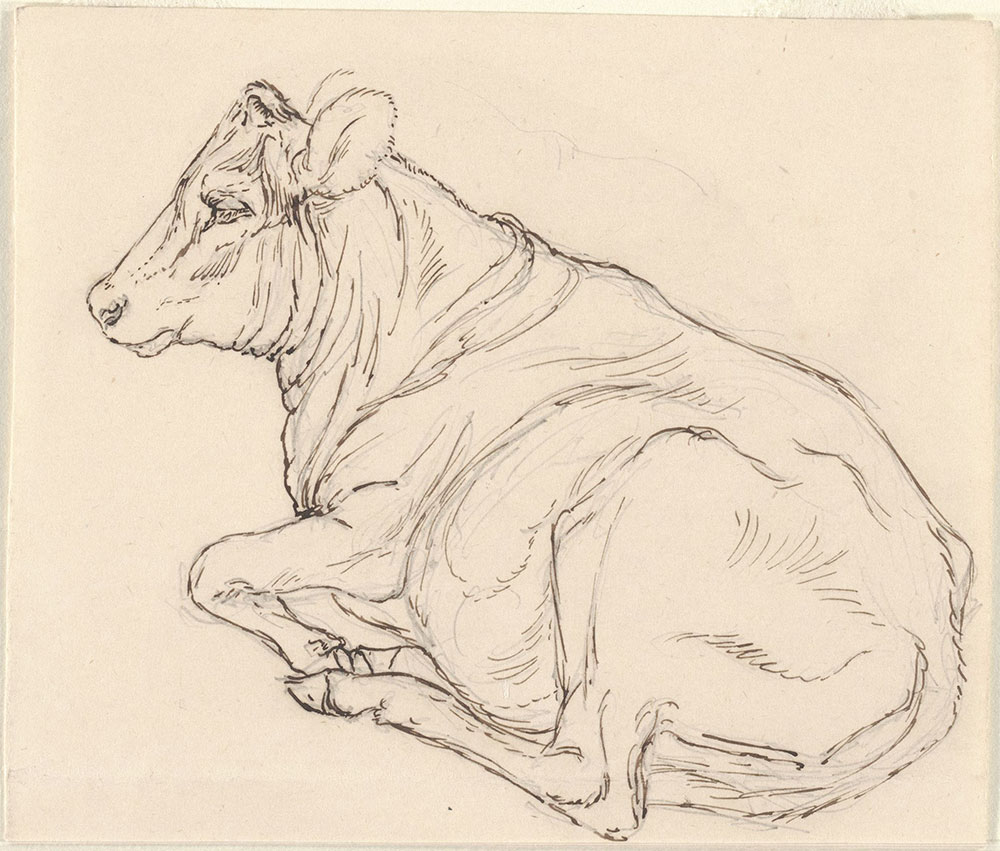 1000x851 Pen And Ink And Pencil Sketch Of A Cow, Reclining - Sketch Of Pen