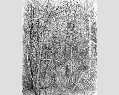 405x324 Harry I. Naar Gallery Drawings - Sketch Of The Woods